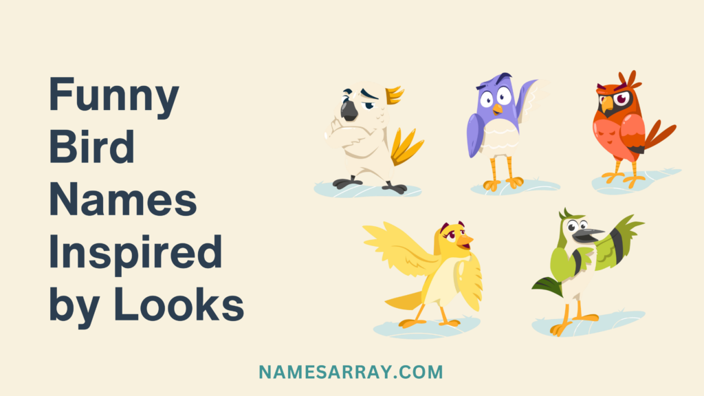 Funny Bird Names Inspired by Looks